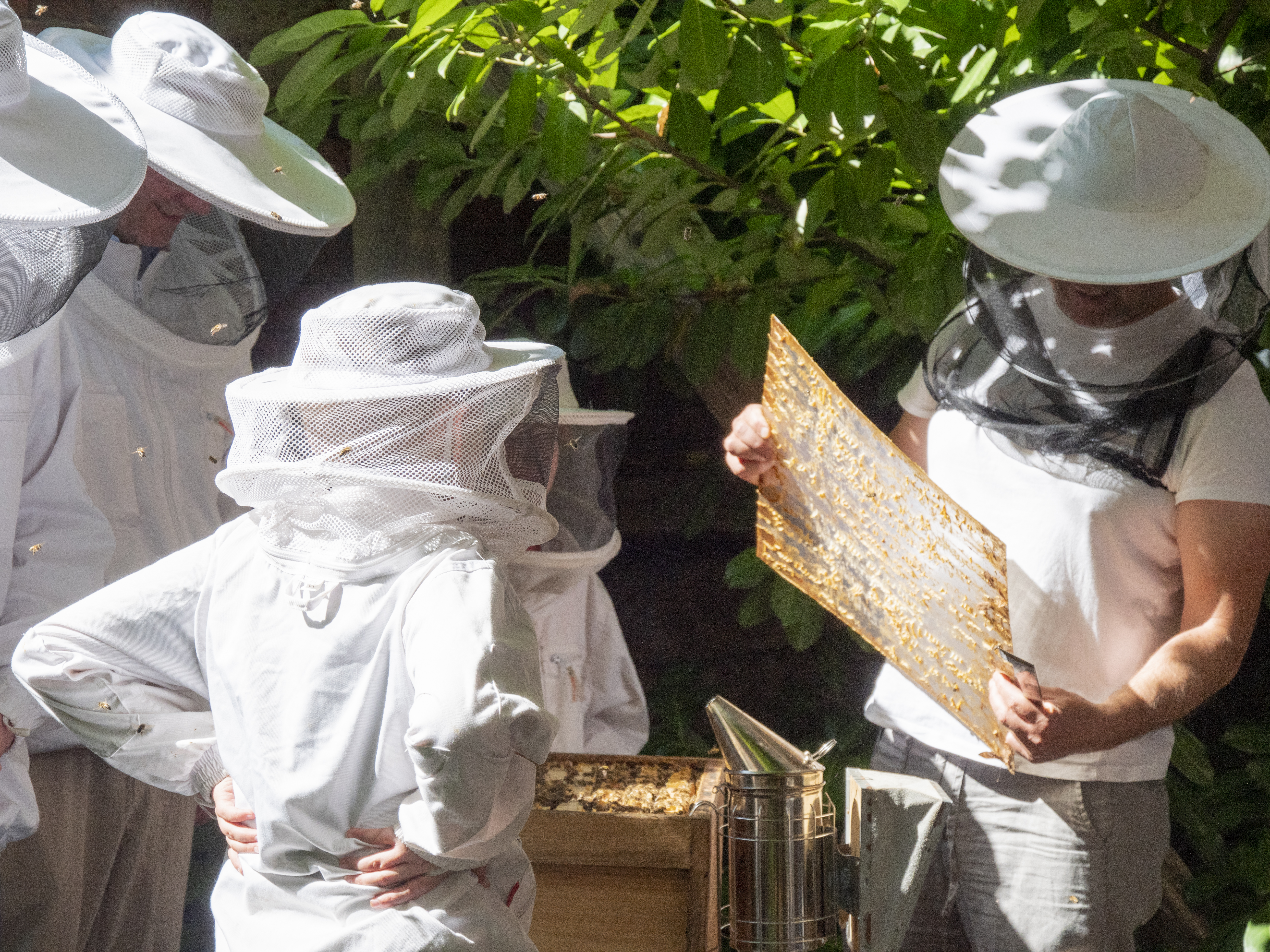 Imkern Sommerfest 2024 mehrere Erwachsene und Kinder in Imkerkleidung stehen um einen Bienenstock und der Imker erklärt